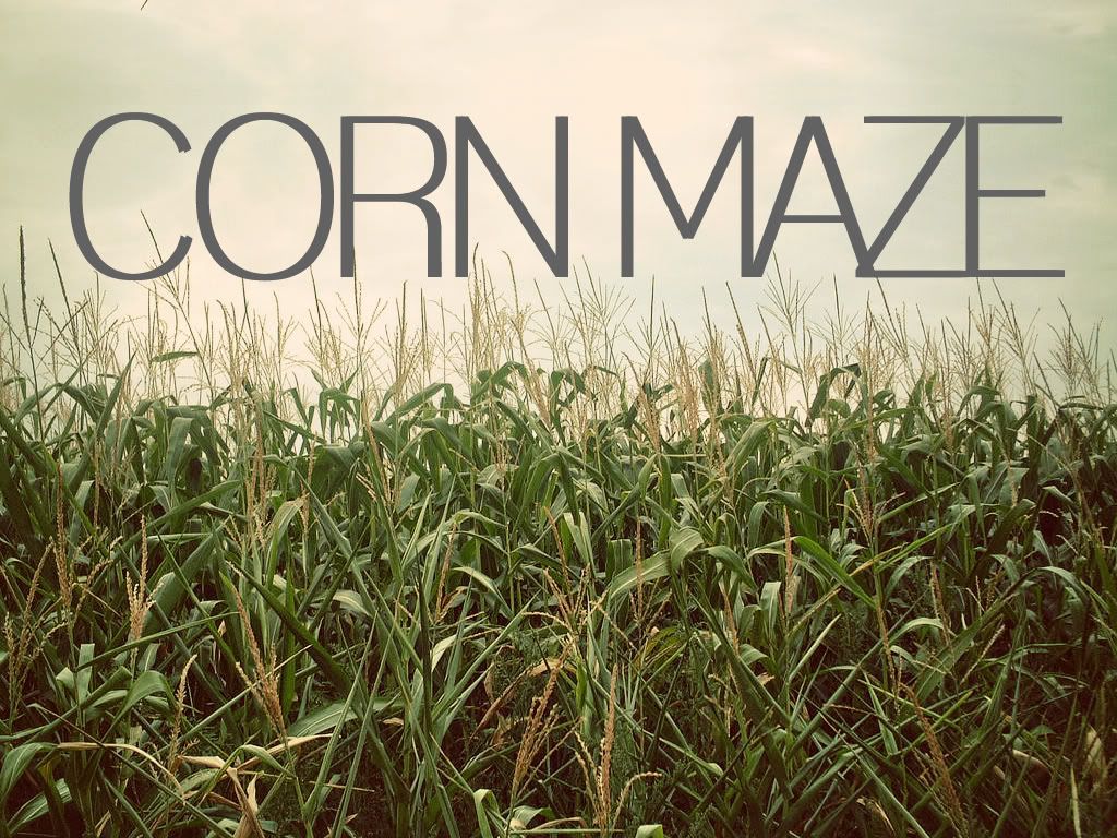 corn Pictures, Images and Photos
