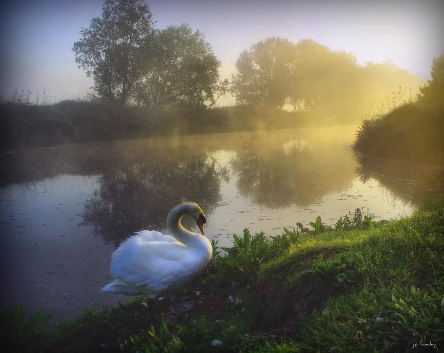 Swan