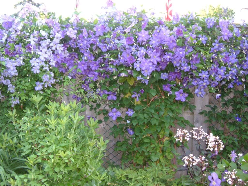 clematis on fence