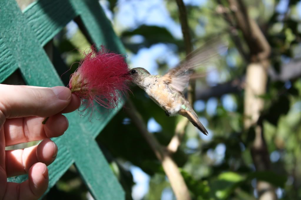 IMAGE: http://i953.photobucket.com/albums/ae12/jlitton85/Birds/028.jpg