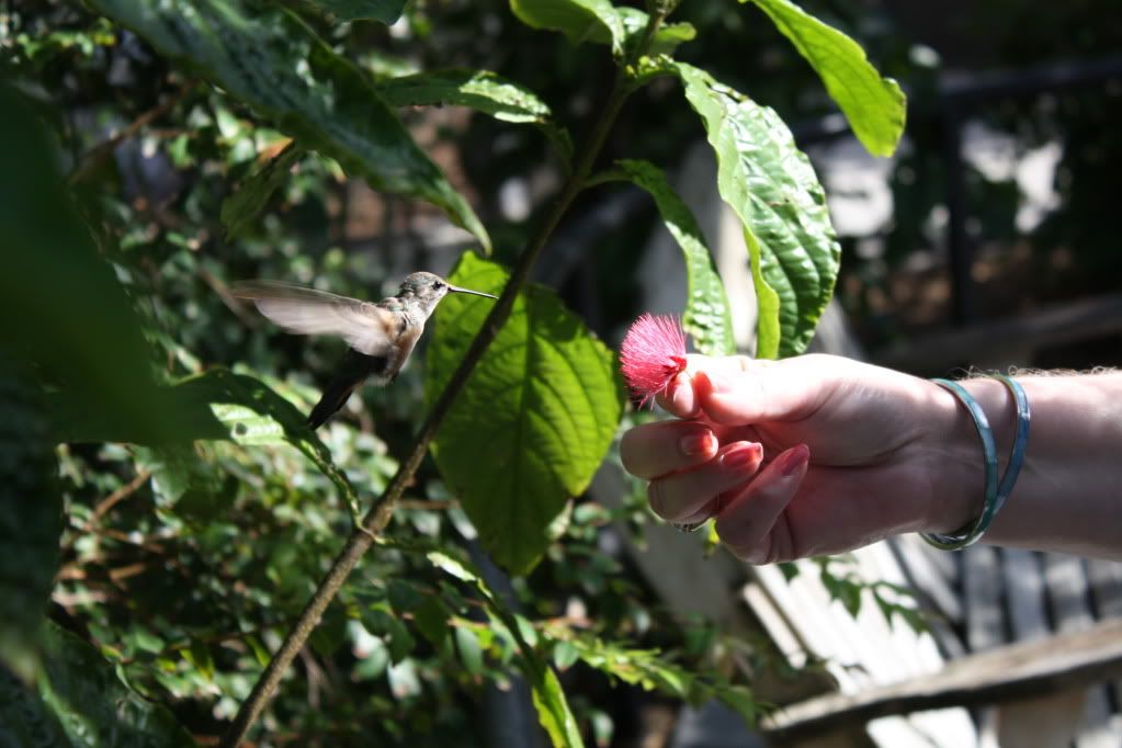 IMAGE: http://i953.photobucket.com/albums/ae12/jlitton85/Birds/030.jpg