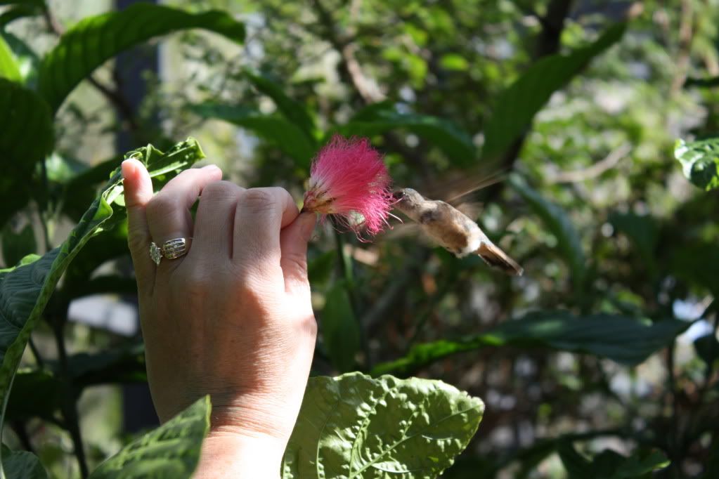 IMAGE: http://i953.photobucket.com/albums/ae12/jlitton85/Birds/036.jpg