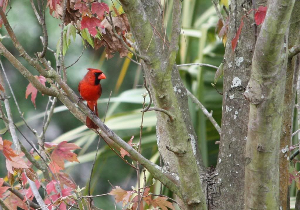 IMAGE: http://i953.photobucket.com/albums/ae12/jlitton85/Birds/Cardinal1.jpg