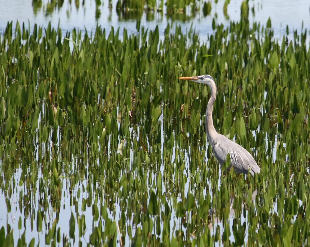 IMAGE: http://i953.photobucket.com/albums/ae12/jlitton85/Birds/GreatBlue1.jpg