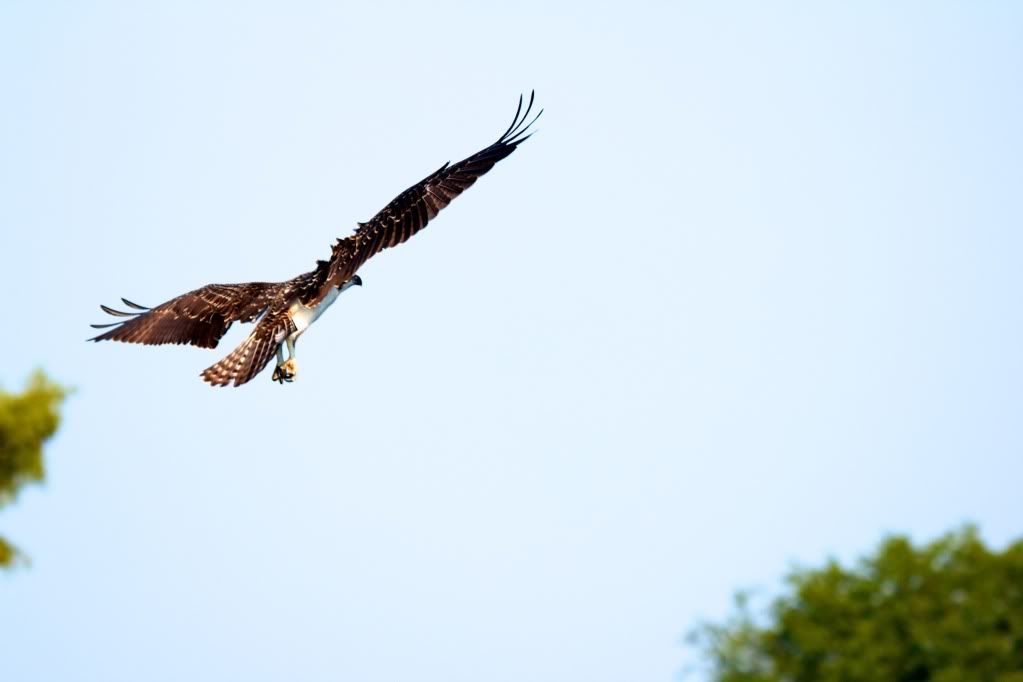 IMAGE: http://i953.photobucket.com/albums/ae12/jlitton85/Birds/IMG_1906.jpg