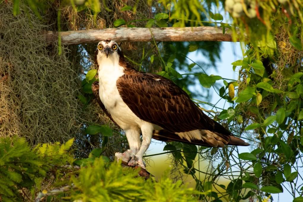 IMAGE: http://i953.photobucket.com/albums/ae12/jlitton85/Birds/IMG_1948.jpg