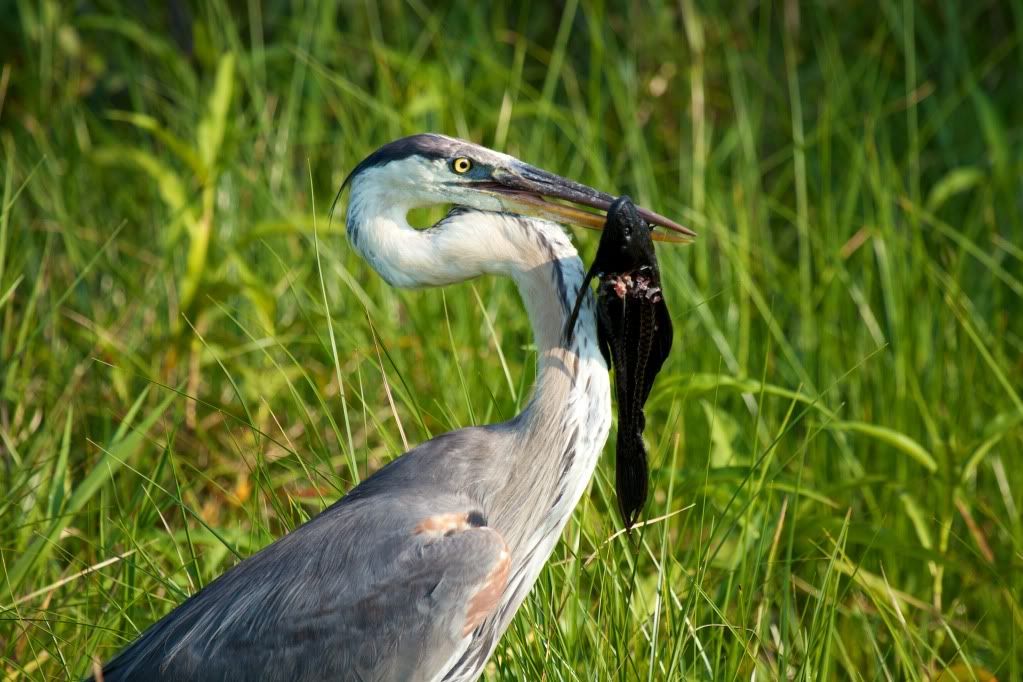 IMAGE: http://i953.photobucket.com/albums/ae12/jlitton85/Birds/IMG_2137.jpg