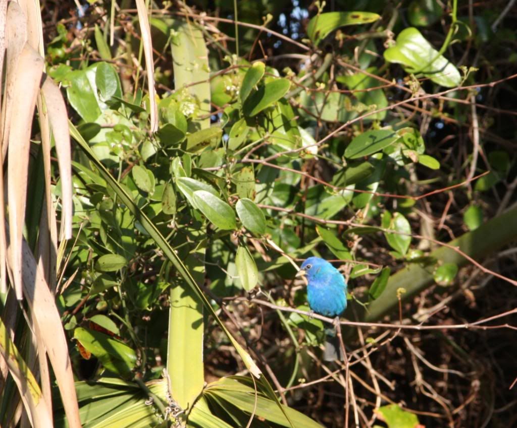 IMAGE: http://i953.photobucket.com/albums/ae12/jlitton85/Birds/Indigo2.jpg