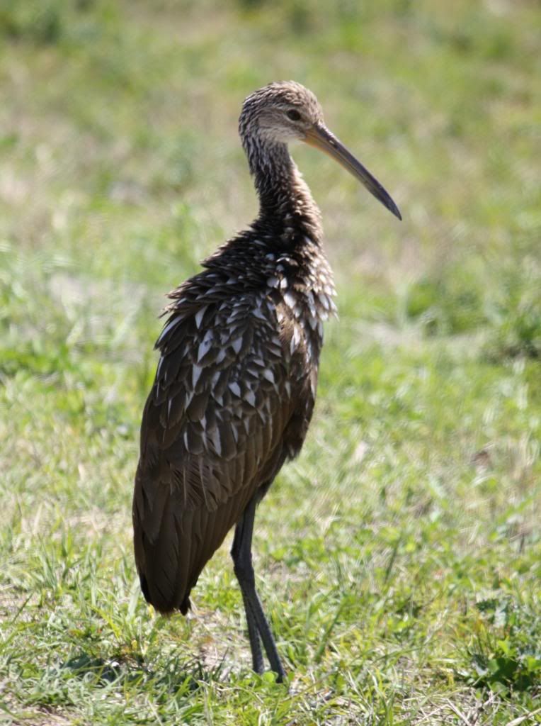 IMAGE: http://i953.photobucket.com/albums/ae12/jlitton85/Birds/Limpkin1.jpg