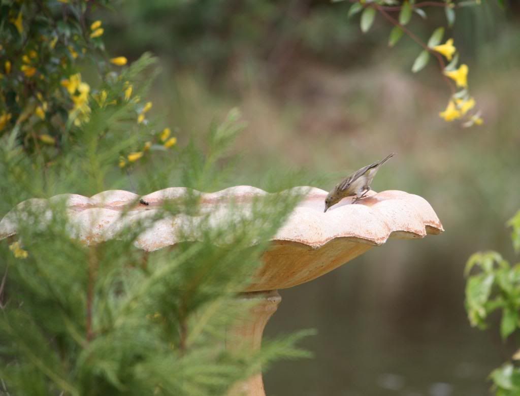 IMAGE: http://i953.photobucket.com/albums/ae12/jlitton85/Birds/Warbler1.jpg