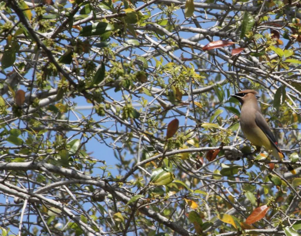 IMAGE: http://i953.photobucket.com/albums/ae12/jlitton85/Birds/Waxwings1.jpg