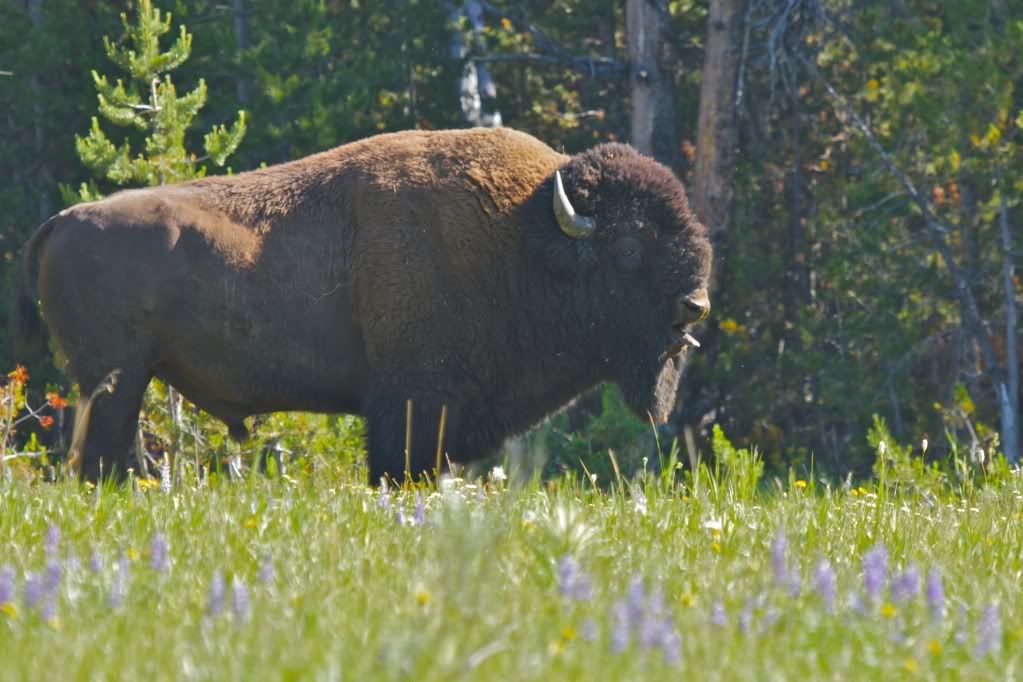 IMAGE: http://i953.photobucket.com/albums/ae12/jlitton85/Yellowstone/IMG_2950.jpg