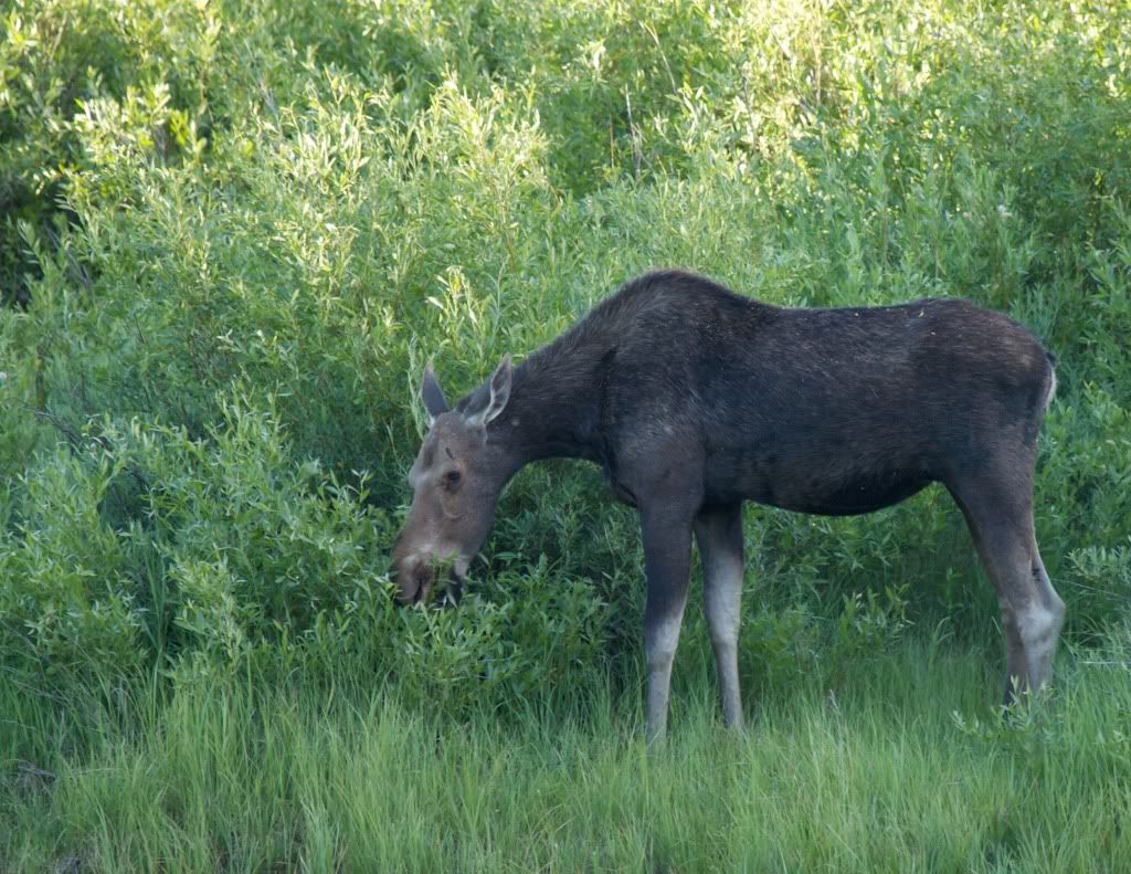 IMAGE: http://i953.photobucket.com/albums/ae12/jlitton85/Yellowstone/IMG_3199.jpg