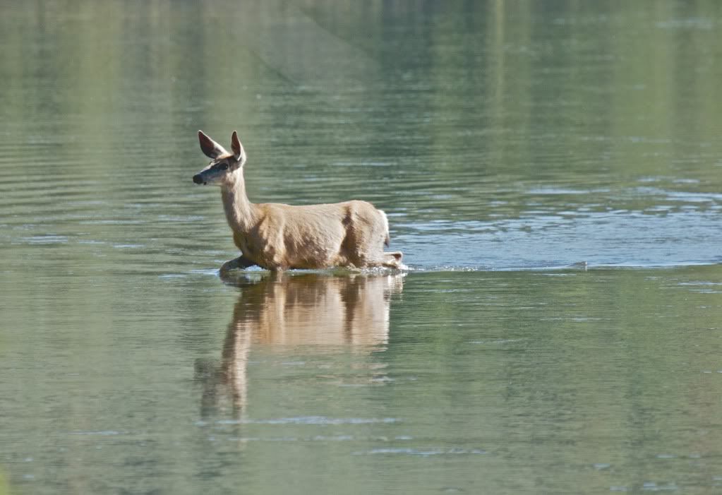 IMAGE: http://i953.photobucket.com/albums/ae12/jlitton85/Yellowstone/IMG_3266.jpg
