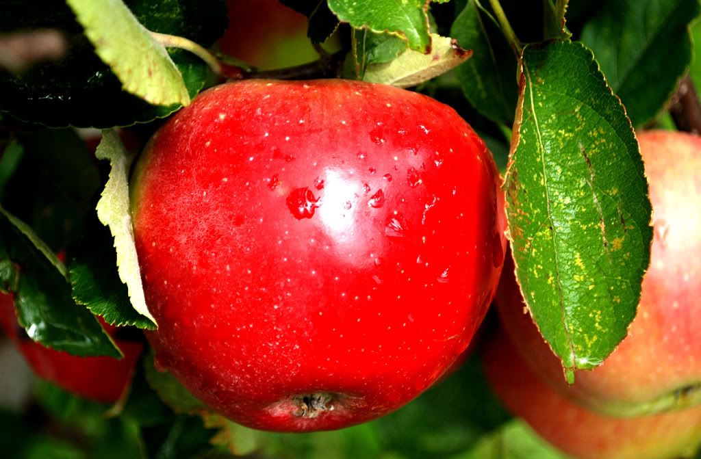 red photo: Red Apple red_apple332.jpg