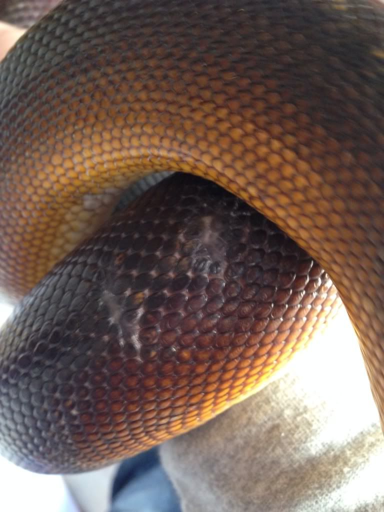 Burn treatment Reptile Forums