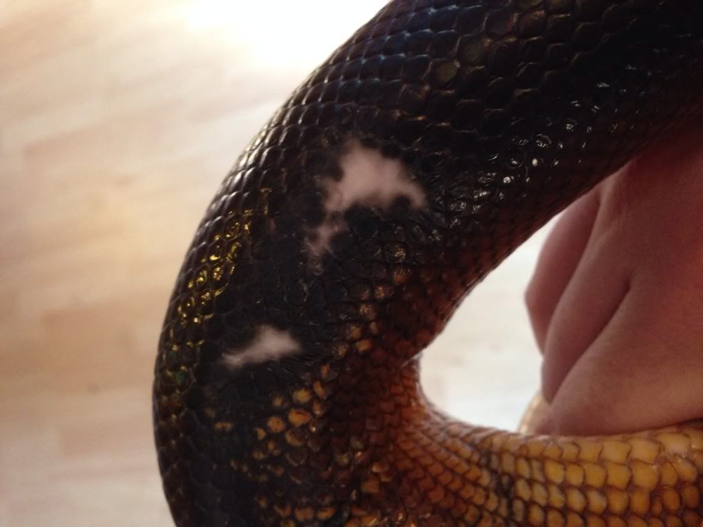 Burn treatment Reptile Forums