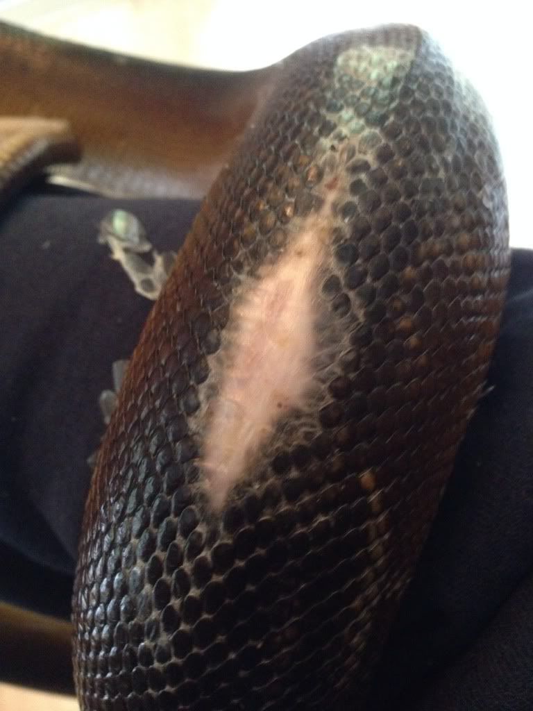 Burn treatment Reptile Forums