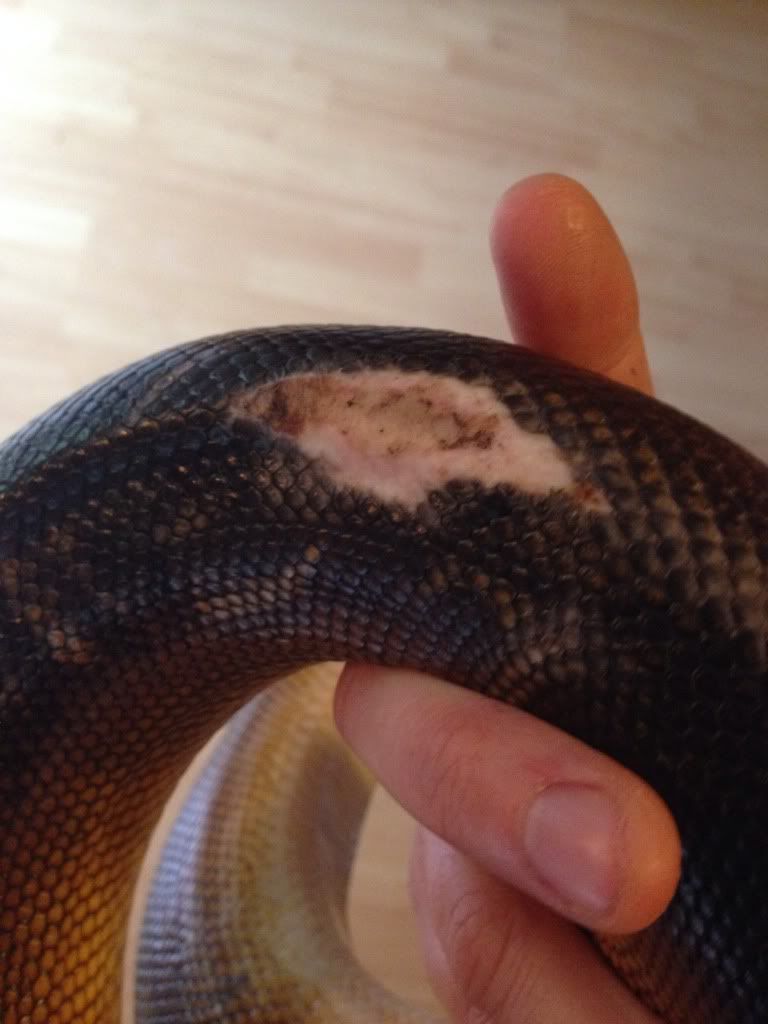 Burn treatment Reptile Forums