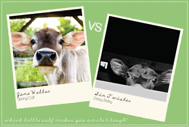 oh louise blog,etsy throwdown,etsy throwdown thursdays,etsy baby calf,etsy calf photography