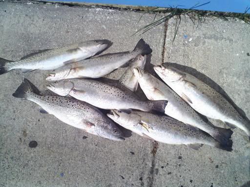 Speckled trout