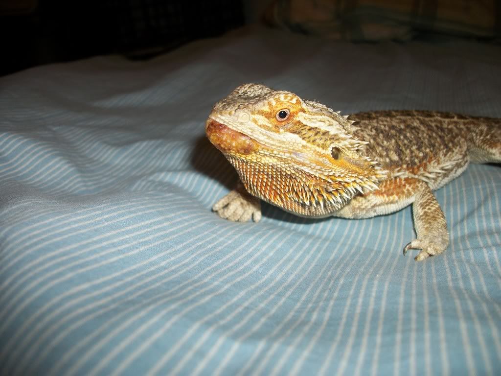6 month old bearded dragon with a lip sore • Bearded