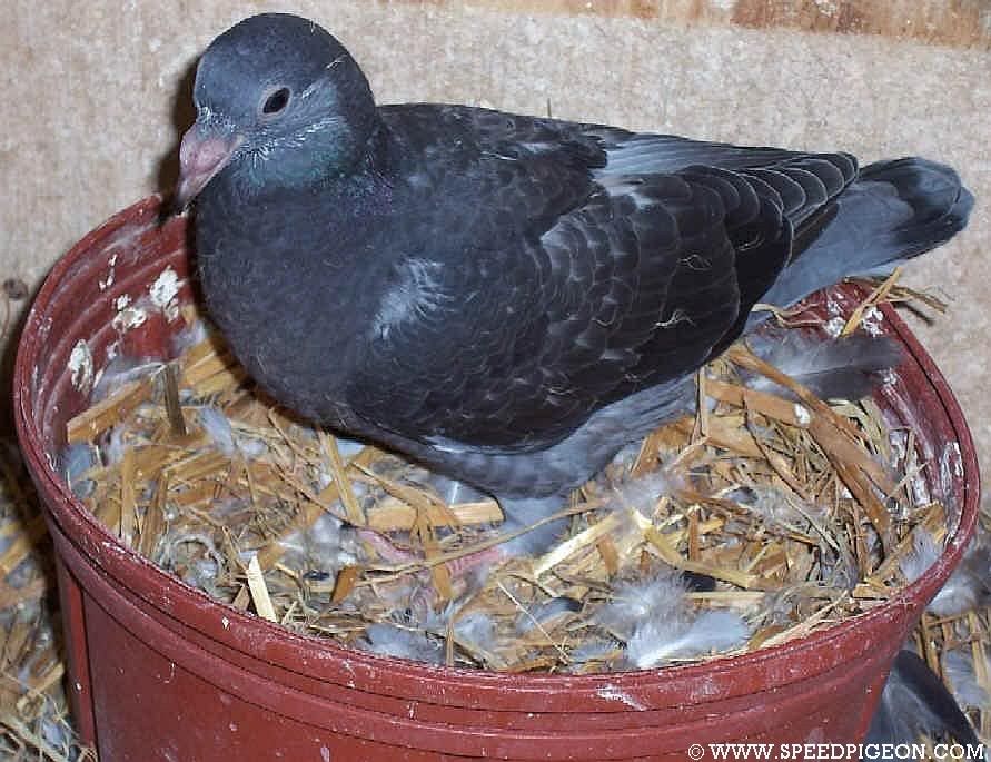 Pigeon Baby