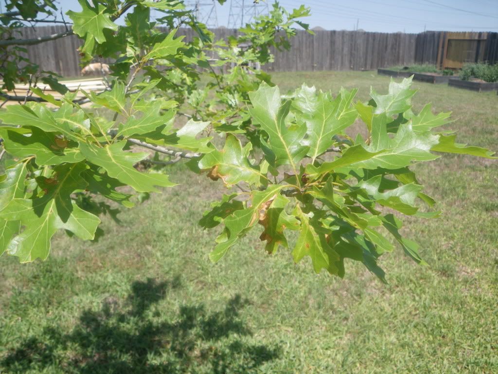 Whats wrong with my oak? TexAgs