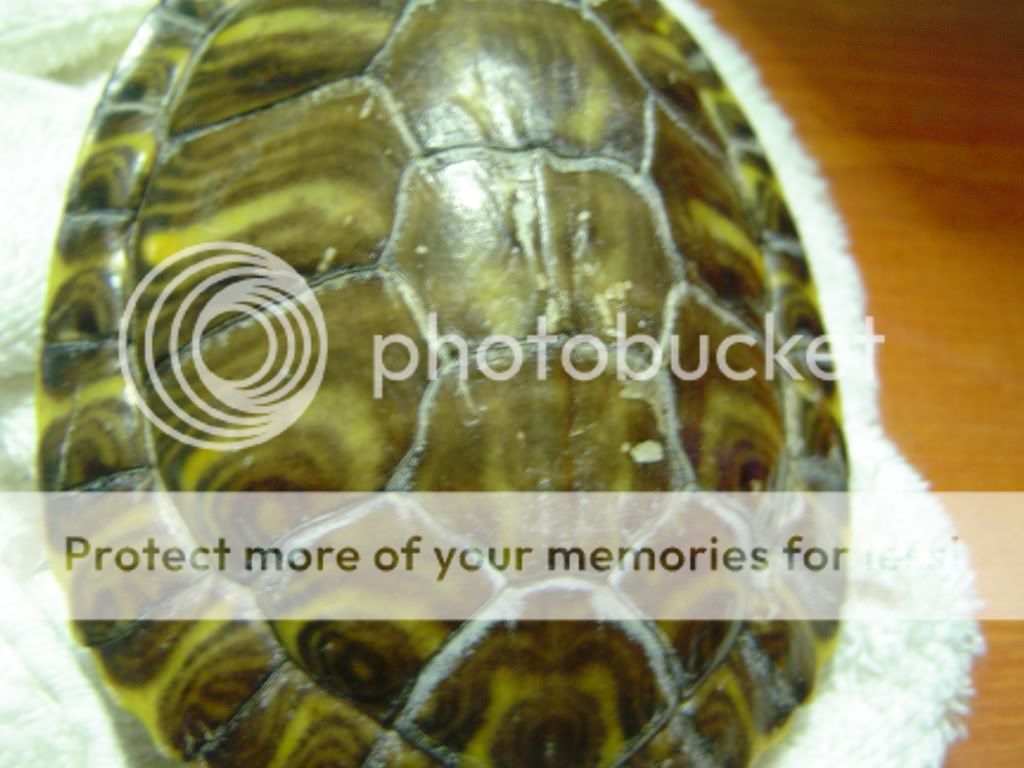 Turtle's shell problem.... white corpuscle? - EMERGENCY CARE - Turtle Forum